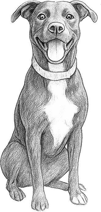 My dog Panther